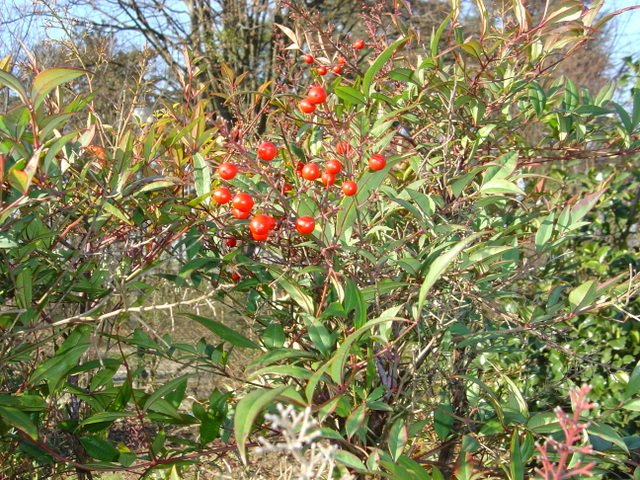 Nandina domestica